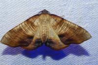 Plagodis dolabraria