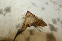 Plagodis dolabraria