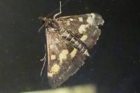 Pyrausta purpuralis