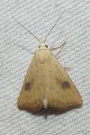Rivula sericealis