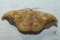 Sabra harpagula