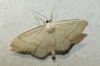 Scopula floslactata