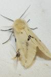 Spilarctia lutea