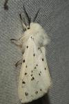 Spilosoma lubricipeda