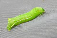 Amphipyra pyramidea