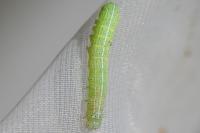 Orthosia cerasi