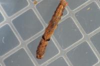 Ectropis crepuscularia