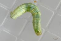 Operophtera brumata