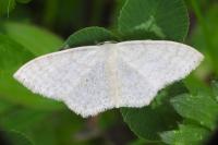 Scopula floslactata