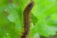 Trichiura crataegi