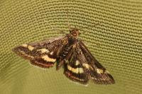Pyrausta purpuralis