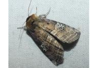 Tethea ocularis
