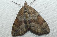 Thera britannica/variata