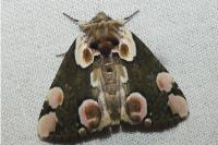 Thyatira batis