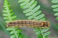 Euthrix potatoria