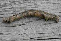 Crocallis elinguaria