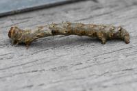 Apocheima hispidaria