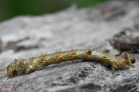 Apocheima hispidaria
