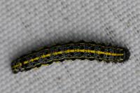 Orthosia miniosa
