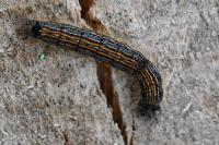 Malacosoma neustria
