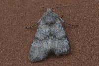 Mniotype anilis anilis
