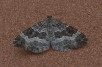 Epirrhoe alternata