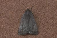 Athetis pallustris