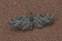 Eupithecia tantillaria
