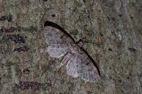 Eupithecia tantillaria