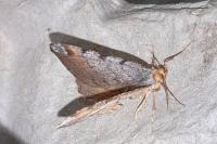 Macaria liturata