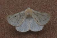 Dyscia lentiscaria