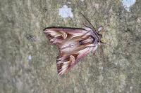 Actinotia polyodon