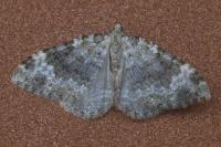 Coenotephria tophaceata tophaceata
