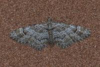 Gymnoscelis rufifasciata