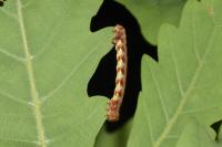 Erannis defoliaria