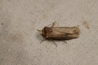 Axylia putris