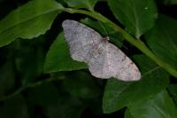 Aethalura punctulata