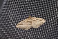 Costaconvexa polygrammata