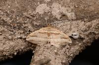 Costaconvexa polygrammata