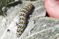 Cucullia verbasci