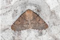 Odontopera bidentata