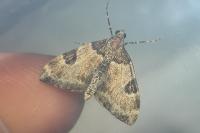 Thera vetustata