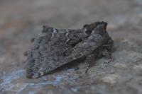 Rhegmatophila alpina