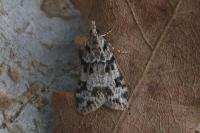Eudonia delunella