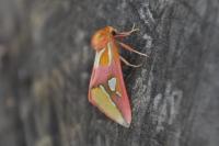 Axia margarita