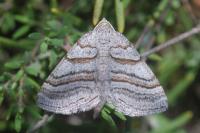 Scotopteryx coarctaria