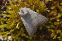 Charanyca trigrammica