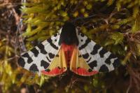 Arctia tigrina
