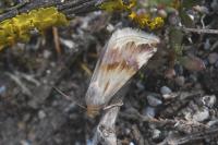Eublemma ostrina