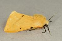Spilarctia lutea